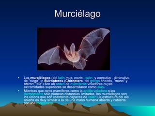 Murciélago Los  murciélagos  (del  latín   mus, muris  - ratón - y  caeculus  - diminutivo de "ciego") o  quirópteros  ( Chiroptera , del  griego   kheirós , "mano" y  ptéron , "ala") son un  orden  de  mamíferos  voladores cuyas extremidades superiores se desarrollaron como  alas . Mientras que otros mamíferos como la  ardilla voladora  o los  dermópteros  sólo planean distancias limitadas, los murciélagos son los únicos que son realmente capaces de  volar . La estructura del ala abierta es muy similar a la de una mano humana abierta y cubierta por una  membrana . 