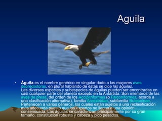 Aguila Águila  es el nombre genérico en singular dado a las mayores  aves   depredadoras , en plural hablando de éstas se dice  las águilas . Las diversas especies y subespecies de águilas pueden ser encontradas en casi cualquier parte del planeta excepto en la Antártida. Son miembros de las  aves de presa , del orden de los  Accipitriformes  (o  Falconiformes , acorde a una clasificación alternativa), familia  Accipitridae , subfamilia  Buteoninae . Pertenecen a varios géneros, los cuales están sujetos a una reclasificación más adecuada puesto que los expertos no llegan a una opinión consensuada. Las águilas se caracterizan principalmente por su gran tamaño, constitución robusta y cabeza y pico pesados. 