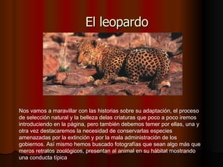 El leopardo Nos vamos a maravillar con las historias sobre su adaptación, el proceso de selección natural y la belleza delas criaturas que poco a poco iremos introduciendo en la página, pero también debemos temer por ellas, una y otra vez destacaremos la necesidad de conservarlas especies amenazadas por la extinción y por la mala administración de los gobiernos. Así mismo hemos buscado fotografías que sean algo más que meros retratos zoológicos, presentan al animal en su hábitat mostrando una conducta típica  