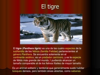 El tigre El  tigre  ( Panthera tigris ) es una de las cuatro  especies  de la  subfamilia  de los  felinos  ( familia   Felidae ) pertenecientes al  género   Panthera . Se encuentra solamente en el  continente asiático ; es un  predador   carnívoro , y es la  especie  de félido más grande del mundo, 1  pudiendo alcanzar un tamaño comparable al de los felinos fósiles de mayor tamaño  Es un animal solitario y territorial que generalmente suele habitar  bosques  densos, pero también áreas abiertas, como  sabanas   