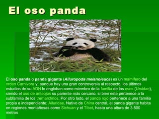 El oso panda El  oso panda  o  panda gigante  ( Ailuropoda melanoleuca ) es un  mamífero  del  orden   Carnivora  y, aunque hay una gran controversia al respecto, los últimos estudios de su  ADN  lo engloban como miembro de la  familia  de los  osos  ( Ursidae ), siendo el  oso de anteojos  su pariente más cercano, si bien este pertenece a la subfamilia de los  tremarctinos . Por otro lado, el  panda rojo  pertenece a una familia propia e independiente;  Ailuridae . Nativo de  China  central, el panda gigante habita en regiones montañosas como  Sichuan  y el  Tíbet , hasta una altura de 3.500 metros  