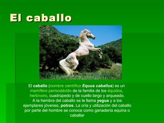 El caballo El  caballo  ( nombre científico   Equus caballus ) es un  mamífero   perisodáctilo  de la familia de los  équidos ,  herbívoro , cuadrúpedo y de cuello largo y arqueado. A la hembra del caballo se le llama  yegua  y a los ejemplares jóvenes,  potros . La cría y utilización del caballo por parte del hombre se conoce como ganadería equina o caballar 