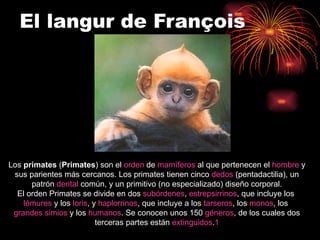 El langur de François  Los  primates  ( Primates ) son el  orden  de  mamíferos  al que pertenecen el  hombre  y sus parientes más cercanos. Los primates tienen cinco  dedos  (pentadactilia), un patrón  dental  común, y un primitivo (no especializado) diseño corporal. El orden Primates se divide en dos  subórdenes ,  estrepsirrinos , que incluye los  lémures  y los  loris , y  haplorrinos , que incluye a los  tarseros , los  monos , los  grandes simios  y los  humanos . Se conocen unos 150  géneros , de los cuales dos terceras partes están  extinguidos . 1 
