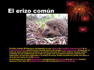El erizo común El  erizo común  ( Erinaceus europaeus ) es una  especie  de  mamífero   erinaceomorfo  de la  familia   Erinaceidae , anteriormente incluido dentro del antiguo  orden   Insectivora . Al igual que el resto de erizos poseen una envoltura de pinchos formada por varios millares de púas rígidos, resultado de una modificación de la piel. Le gusta vivir en espacios abiertos cubiertos por matorrales, en terrenos cultivados o en dunas de arena. Puede encontrarse desde una altura a nivel del mar hasta los 2.400  msnm . Se distribuye por la región  Paleártica , a excepción del  Himalaya  y norte de  África . También aparece en las islas del  Mediterráneo  y ha sido introducido en  Nueva Zelanda , 