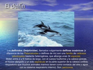 El delfín Los  delfínidos  ( Delphinidae ), llamados vulgarmente  delfines oceánicos  (a diferencia de los  Platanistoidea  o delfines de río) son una  familia  de  cetáceos   odontocetos  bastante heterogénea, que alberga unas 34  especies . Miden entre 2 y 9 metros de largo, con el cuerpo fusiforme y la cabeza grande, el hocico alargado y un solo  espiráculo  en la parte superior de la cabeza (orificio respiratorio que muchos animales marinos tienen como contacto del aire o agua con su sistema respiratorio interno). Son  carnívoros . 