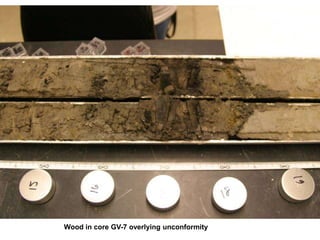 Wood in core GV-7 overlying unconformity
 