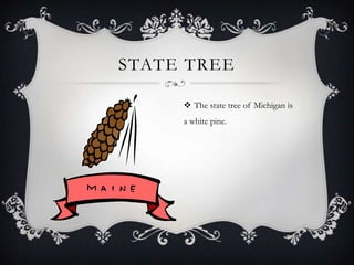 STATE TREE
 The state tree of Michigan is
a white pine.
 