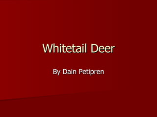 Whitetail Deer By Dain Petipren 