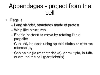 Appendages - project from the cell Flagella Long slender, structures made of protein Whip like structures Enable bacteria to move by rotating like a propeller Can only be seen using special stains or electron microscopy Can be single (monotrichous), or multiple, in tufts or around the cell (peritrichous). 