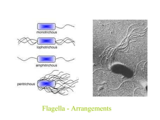 Flagella - Arrangements 