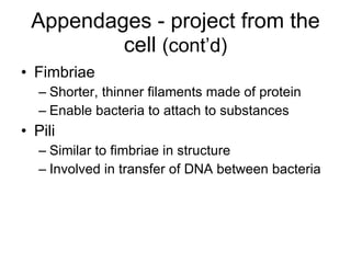 Appendages - project from the cell  (cont’d) Fimbriae  Shorter, thinner filaments made of protein Enable bacteria to attach to substances Pili  Similar to fimbriae in structure Involved in transfer of DNA between bacteria 