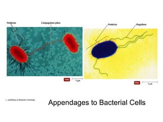 Appendages to Bacterial Cells 