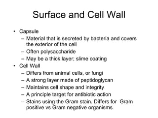 Surface and Cell Wall Capsule Material that is secreted by bacteria and covers the exterior of the cell Often polysaccharide May be a thick layer; slime coating Cell Wall Differs from animal cells, or fungi A strong layer made of peptidoglycan Maintains cell shape and integrity A principle target for antibiotic action Stains using the Gram stain. Differs for  Gram positive vs Gram negative organisms 