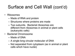 Surface and Cell Wall  (cont’d) Ribosomes Made of RNA and protein Structures where proteins are made Two subunits.  Bacterial ribosomes are  different from ribosomes in animal or plant cells (eukaryotic cells) Bacterial Chromosome Made of DNA A single long circular molecular of DNA Not separated from cytoplasm (as in animal or plant cells which have nuclei) 