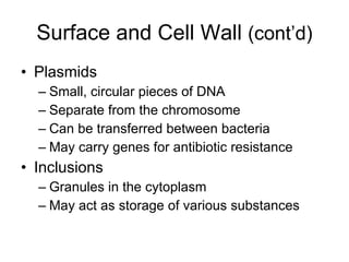 Surface and Cell Wall  (cont’d) Plasmids Small, circular pieces of DNA Separate from the chromosome Can be transferred between bacteria May carry genes for antibiotic resistance Inclusions Granules in the cytoplasm May act as storage of various substances 