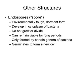 Other Structures Endospores ("spore") Environmentally tough, dormant form Develop in cytoplasm of bacteria Do not grow or divide Can remain viable for long periods Only formed by certain genera of bacteria Germinates to form a new cell 