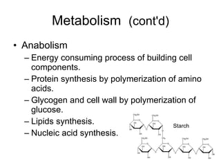 Metabolism  (cont'd) Anabolism Energy consuming process of building cell components. Protein synthesis by polymerization of amino acids. Glycogen and cell wall by polymerization of glucose. Lipids synthesis. Nucleic acid synthesis. Starch 