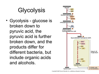 Gycolysis - glucose is broken down to pyruvic acid, the pyruvic acid is further broken down, and the products differ for different bacteria, but include organic acids and alcohols. Glycolysis 