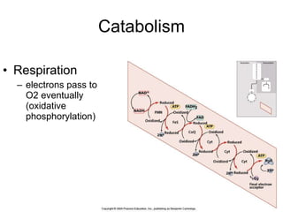Catabolism Respiration electrons pass to O2 eventually (oxidative phosphorylation) 