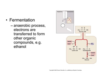 Fermentation anaerobic process, electrons are transferred to form other organic compounds, e.g. ethanol 