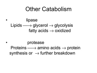Other Catabolism lipase  Lipids    glycerol    glycolysis     fatty acids    oxidized protease  Proteins    amino acids    protein  synthesis or    further breakdown 