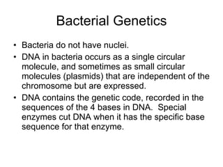 Bacterial Genetics Bacteria do not have nuclei. DNA in bacteria occurs as a single circular molecule, and sometimes as small circular molecules (plasmids) that are independent of the chromosome but are expressed. DNA contains the genetic code, recorded in the sequences of the 4 bases in DNA.  Special enzymes cut DNA when it has the specific base  sequence for that enzyme. 