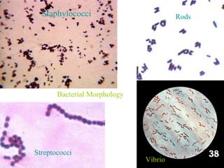 Staphylococci Streptococci Rods Vibrio Bacterial Morphology 