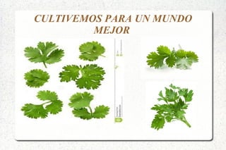 Mi cilantro | ODP