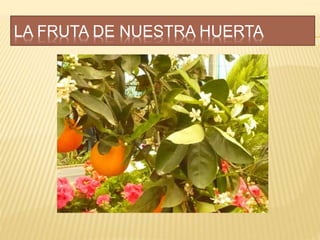 LA FRUTA DE NUESTRA HUERTA