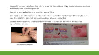 La prueba cutánea de tuberculina y las pruebas de liberación de IFN-g son indicadores sensibles
de la exposición al microorganismo
La microscopia y el cultivo son sensibles y específicos
La detección directa mediante sondas moleculares es relativamente insensible excepto en las
muestras positivas para microorganismos ácido-alcohol resistentes
La identificación se basa con mayor frecuencia en la utilización de sondas moleculares
específicas de especie
 