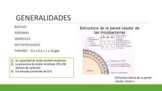 GENERALIDADES
BACILOS
AEROBIOS
INMÓVILES
NO ESPORULADOS
TAMAÑO: 0,2 a 0,6 × 1 a 10 µm
1) Su capacidad de ácido-alcohol-resistente.
2) La presencia de ácidos micólicos (70 a 90
átomos de carbono)
3) Un elevado contenido de G+C
Estructura básica de su pared
celular= Gram +
 