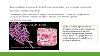 Es una micobacteria que mide 8 x 0.2 a 0.5 micras, es alargado y curvo en unos de sus extremos.
Es inmóvil, se divide por bipartición
Secreta Glea que es una sustancia pegajosa y es responsable de la formación o agregación de
los bacilos en forma de "paquetes de cigarro" a los que se les denomina globias.
Vive de forma intracelular.
GLOBIS O GLOBIAS: Agrupaciones de
Mycobacterium leprae, observadas en las
baciloscopias positivas de pacientes
bacilíferos, estos grumos de bacilos se
forman debido a la segregación de una
sustancia gelatinosa llamada Glea, que
provoca su adherencia.
 