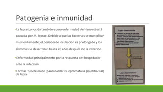 Patogenia e inmunidad
•La lepra(conocida también como enfermedad de Hansen) está
causada por M. leprae. Debido a que las bacterias se multiplican
muy lentamente, el período de incubación es prolongado y los
síntomas se desarrollan hasta 20 años después de la infección.
•Enfermedad principalmente por la respuesta del hospedador
ante la infección
•Formas tuberculoide (paucibacilar) y lepromatosa (multibacilar)
de lepra
 