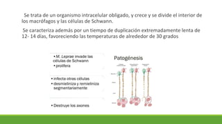 Se trata de un organismo intracelular obligado, y crece y se divide el interior de
los macrófagos y las células de Schwann.
Se caracteriza además por un tiempo de duplicación extremadamente lenta de
12- 14 días, favoreciendo las temperaturas de alrededor de 30 grados
 