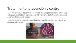 Tratamiento, prevención y control
La forma tuberculoide se trata con rifampicina y dapsona durante 6 meses; a
esta pauta se añade clofacimina para el tratamiento de la forma lepromatosa
durante, al menos, 12 meses
La enfermedad se controla con el diagnóstico y el tratamiento precoz de las
personas infectadas
 