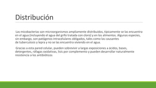 Distribución
Las micobacterias son microorganismos ampliamente distribuidos, típicamente se las encuentra
en el agua (incluyendo el agua del grifo tratada con cloro) y en los alimentos. Algunas especies,
sin embargo, son patógenos intracelulares obligados, tales como las causantes
de tuberculosis y lepra y no se las encuentra viviendo en el agua.
Gracias a esta pared celular, pueden sobrevivir a largas exposiciones a ácidos, bases,
detergentes, ráfagas oxidativas, lisis por complemento y pueden desarrollar naturalmente
resistencia a los antibióticos
 