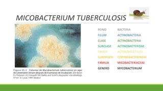MICOBACTERIUM TUBERCULOSIS
 