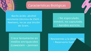 • Resistentes a la desecación
• Reservorio humano
Bacilo ácido- alcohol
resistente (técnica de Ziehl –
Neelsen), no se usa tinción
de Gram.
Crece lentamente en
medios enriquecidos
(Lowestein – Jennsen
• No esporulado,
inmóvil, no capsulado.
• Aerobio estricto.
Características Biológicas
 
