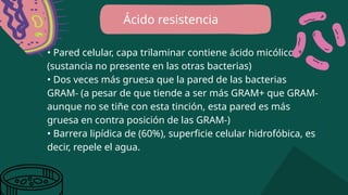 Ácido resistencia
​
• Pared celular, capa trilaminar contiene ácido micólico
(sustancia no presente en las otras bacterias)
•​Dos veces más gruesa que la pared de las bacterias
GRAM- (a pesar de que tiende a ser más GRAM+ que GRAM-
aunque no se tiñe con esta tinción, esta pared es más
gruesa en contra posición de las GRAM-)
• ​
Barrera lipídica de (60%), superficie celular hidrofóbica, es
decir, repele el agua.
 