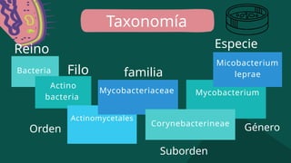 Bacteria
Actino
bacteria
Actinomycetales
Mycobacteriaceae
Filo familia
Orden
Mycobacterium
Corynebacterineae
Micobacterium
leprae
Reino
Suborden
Taxonomía
Género
Especie
 