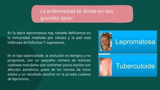 En la lepra lepromatosa hay notable deficiencia en
la inmunidad mediada por células y la piel está
infiltrada de linfocitos T supresores.
La enfermedad se divide en dos
grandes tipos:
En el tipo tuberculoide, la evolución es benigna y no
progresiva, con un pequeño número de lesiones
cutáneas maculares que contienen pocos bacilos con
afección asimétrica grave de los nervios de inicio
súbito y un resultado positivo en la prueba cutánea
de lepromina.
 