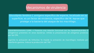 Mecanismos de virulencia
Glucolípido fenólico I, antígeno específico de especie, localizado en su
superficie, es un factor de virulencia, específico del M. leprae que
protege a la bacteria del ataque de los macrófago.
Lipoarabinomanano (LAM) Presenta una relación funcional con los lipopolisacáridos O
→
antigénicos presentes en otras bacterias. Inhibe la presentación de antigenos proteicos
por las CPA.
Suprime la activación de linfocitos Te impide la activación de macrófagos mediada por
interferón gamma. Induce la producción del TNF.
 