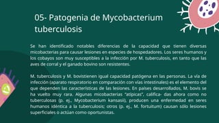 Se han identificado notables diferencias de la capacidad que tienen diversas
micobacterias para causar lesiones en especies de hospedadores. Los seres humanos y
los cobayos son muy susceptibles a la infección por M. tuberculosis, en tanto que las
aves de corral y el ganado bovino son resistentes.
M. tuberculosis y M. bovistienen igual capacidad patógena en las personas. La vía de
infección (aparato respiratorio en comparación con vías intestinales) es el elemento del
que dependen las características de las lesiones. En países desarrollados, M. bovis se
ha vuelto muy rara. Algunas micobacterias “atípicas”, califica- das ahora como no
tuberculosas (p. ej., Mycobacterium kansasii), producen una enfermedad en seres
humanos idéntica a la tuberculosis; otros (p. ej., M. fortuitum) causan sólo lesiones
superficiales o actúan como oportunistas.
05- Patogenia de Mycobacterium
tuberculosis
 