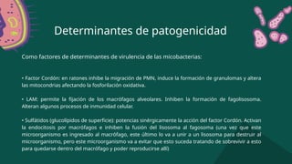 Determinantes de patogenicidad
• Factor Cordón: en ratones inhibe la migración de PMN, induce la formación de granulomas y altera
las mitocondrias afectando la fosforilación oxidativa.
• LAM: permite la fijación de los macrófagos alveolares. Inhiben la formación de fagolisosoma.
Alteran algunos procesos de inmunidad celular.
• Sulfátidos (glucolípidos de superficie): potencias sinérgicamente la acción del factor Cordón. Activan
la endocitosis por macrófagos e inhiben la fusión del lisosoma al fagosoma (una vez que este
microorganismo es ingresado al macrófago, este último lo va a unir a un lisosoma para destruir al
microorganismo, pero este microorganismo va a evitar que esto suceda tratando de sobrevivir a esto
para quedarse dentro del macrófago y poder reproducirse allí)
Como factores de determinantes de virulencia de las micobacterias:
 