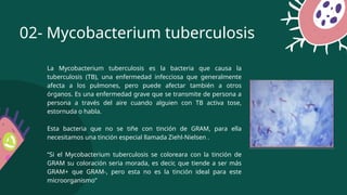 La Mycobacterium tuberculosis es la bacteria que causa la
tuberculosis (TB), una enfermedad infecciosa que generalmente
afecta a los pulmones, pero puede afectar también a otros
órganos. Es una enfermedad grave que se transmite de persona a
persona a través del aire cuando alguien con TB activa tose,
estornuda o habla.
Esta bacteria que no se tiñe con tinción de GRAM, para ella
necesitamos una tinción especial llamada Ziehl-Nielsen .
“Si el Mycobacterium tuberculosis se coloreara con la tinción de
GRAM su coloración seria morada, es decir, que tiende a ser más
GRAM+ que GRAM-, pero esta no es la tinción ideal para este
microorganismo”
02- Mycobacterium tuberculosis
 