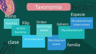 Bacteria
Actino
bacteria
Actinobacteria Mycobacteri
aceae
Filo
familia
clase
Mycobacterium
Actinomyc
etales
Micobacterium
tuberculosis
Reino
Orden
Taxonomía
Género
Especie
 