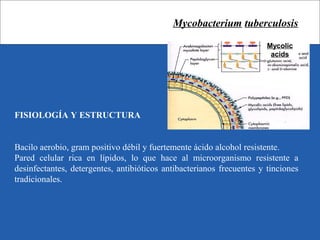 Mycobacterium tuberculosis
FISIOLOGÍA Y ESTRUCTURA
Bacilo aerobio, gram positivo débil y fuertemente ácido alcohol resistente.
Pared celular rica en lípidos, lo que hace al microorganismo resistente a
desinfectantes, detergentes, antibióticos antibacterianos frecuentes y tinciones
tradicionales.
Mycolic
acids
 