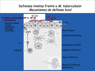 LTγδ|
Macrófagos
Células Dendríticas
Complemento (C3b)
Capilares linfáticos
Vasos linfáticos
Ganglios linfáticos
pulmonares
Célula B
Defensas innatas frente aDefensas innatas frente a M. tuberculosis:M. tuberculosis:
Mecanismos de defensa localMecanismos de defensa local
Proteínas surfactantes (SP-A, SP-D)Proteínas surfactantes (SP-A, SP-D)
y fibronectinay fibronectina
Efectores solubles:
Lisozima
Lactoferrina
Defensinas
catelicidinas
Ac
 