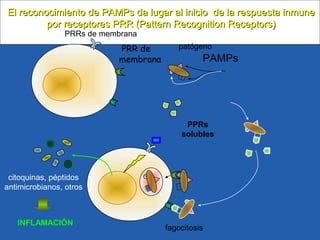 El reconocimiento de PAMPs da lugar al inicio de la respuesta inmuneEl reconocimiento de PAMPs da lugar al inicio de la respuesta inmune
por receptores PRR (Pattern Recognition Receptors)por receptores PRR (Pattern Recognition Receptors)
patógeno
PAMPs
PRRs de membrana
PPRs
solubles
fagocitosis
citoquinas, péptidos
antimicrobianos, otros
INFLAMACIÓN
PRR de
membrana
 