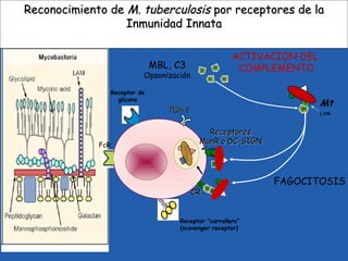 Reconocimiento deReconocimiento de M. tuberculosisM. tuberculosis por receptores de lapor receptores de la
Inmunidad InnataInmunidad Innata
FAGOCITOSIS
MBL, C3
Opsonización
ACTIVACION DEL
COMPLEMENTO
Mt
LAM
ReceptoresReceptores
ManR o DC-SIGNManR o DC-SIGN
CRCR
TLR-2TLR-2
Receptor “carroñero”
(scavenger receptor)
FcR
Receptor de
glicano
 